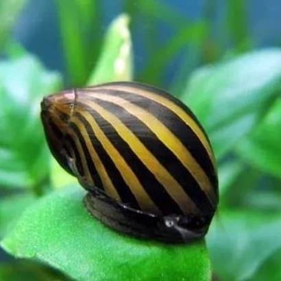 TERUJI Keong Turbo - Keong Turbo Aquascape Akuarium Terlaris