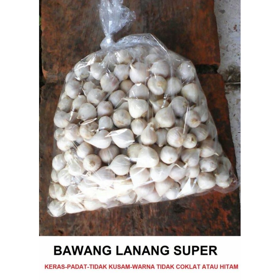 

BAWANG PUTIH TUNGGAL ORIGINAL