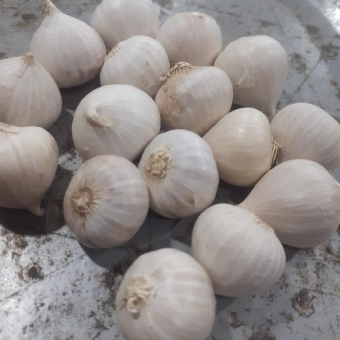 

BAWANG PUTIH TUNGGAL IMPOR FRESH 100 GRAM ORIGINAL