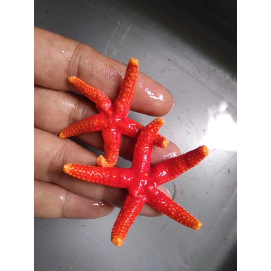 HEMAT Bintang MERAH - Ikan Hias Aquarium Air Laut