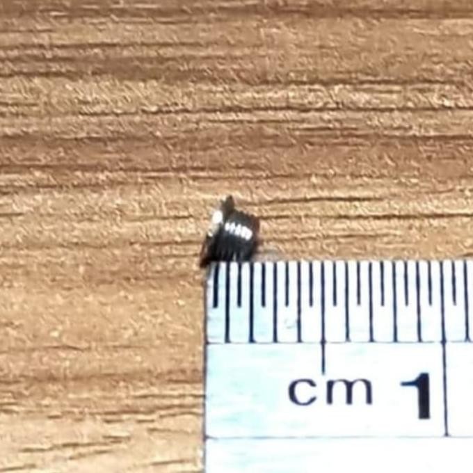 

BAUT KULIT BAWANG SKOCI BESAR P/N 112 200PCS MESIN JAHIT BUTTERFLY ORIGINAL