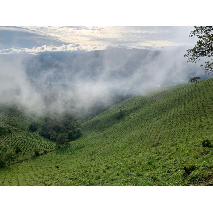 

Colombia Geisha Finca Santa Barbara Natural Biji Kopi Arabika Gesha