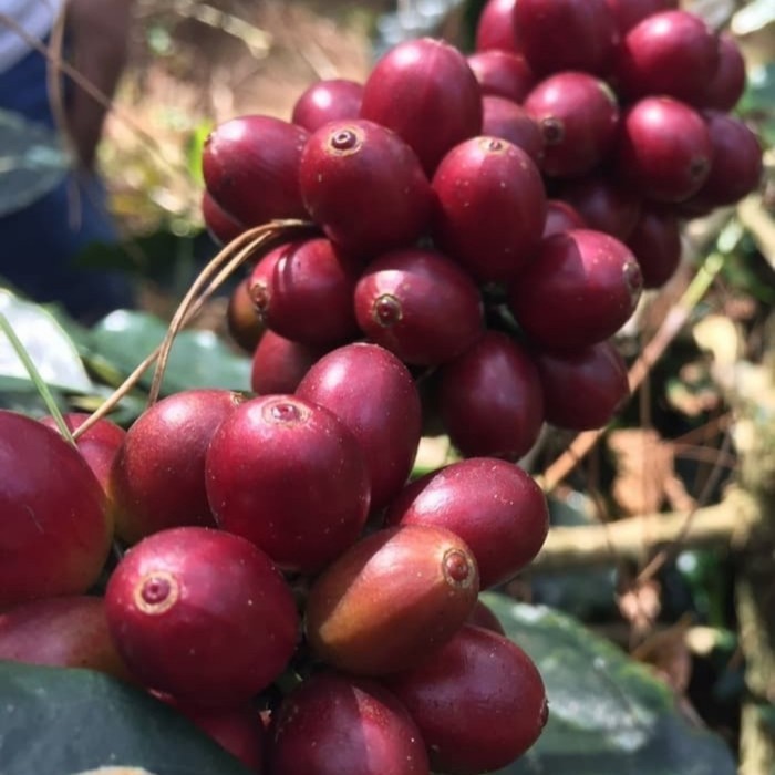

Kopi House Blend Wan Aroma Signature Khas Black Coffee