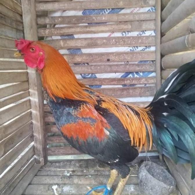 

BEST SELLER / jual ayam jago kampung halus