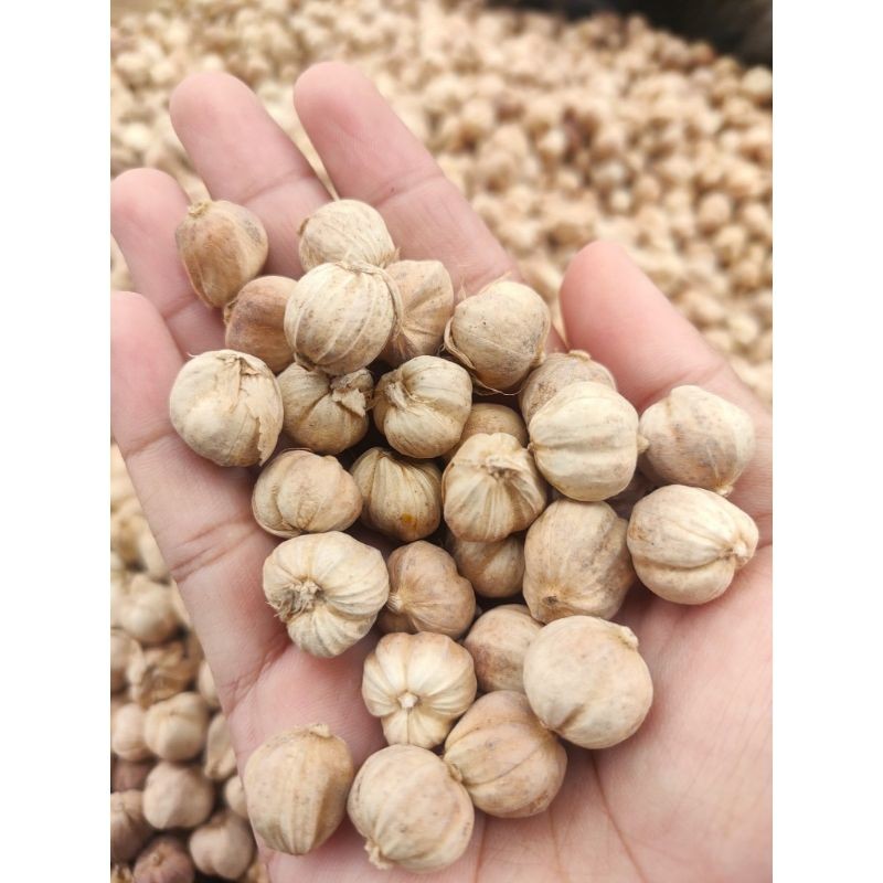 

Ready kapulaga kering 500grm