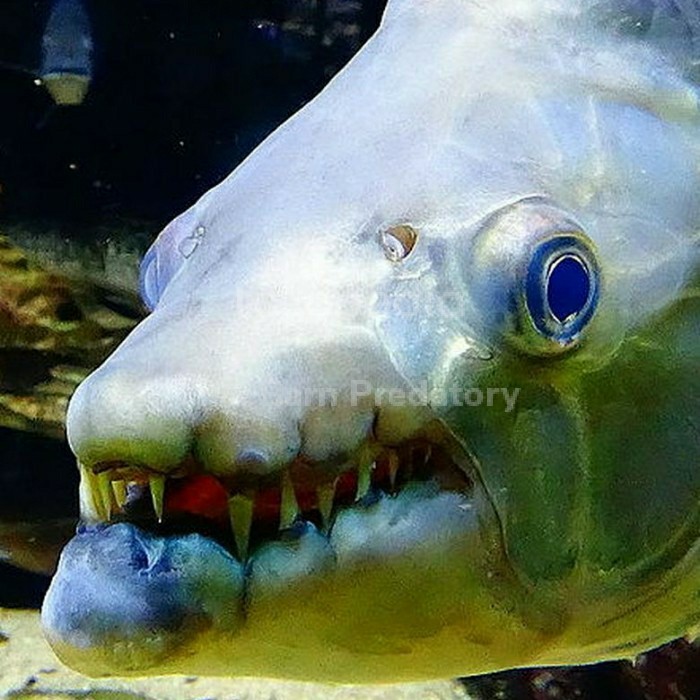 Hiasan Aquarium Goliath Tiger Fish