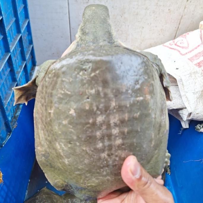 

labi per ekor 1 kg sehat dan garansi 100%