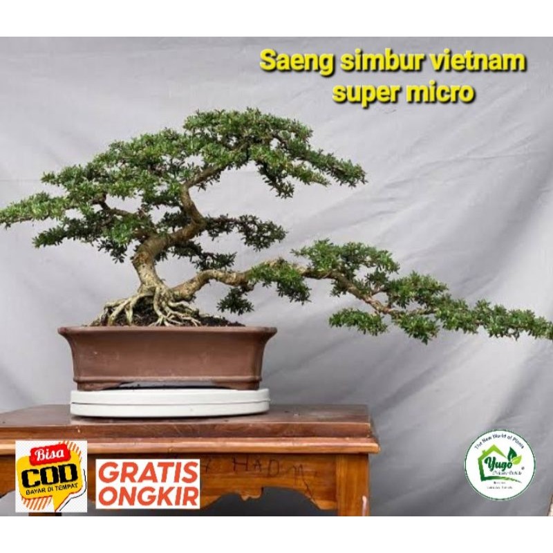 Saeng simbur vietnam super micro bahan bonsai simbur mikro vetnam