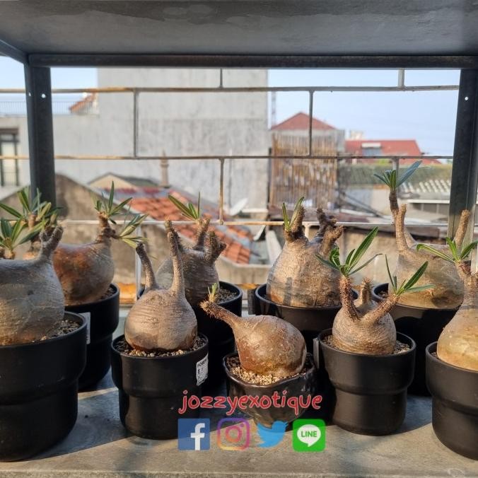 BEBAS ONGKIR - Pachypodium Gracilius