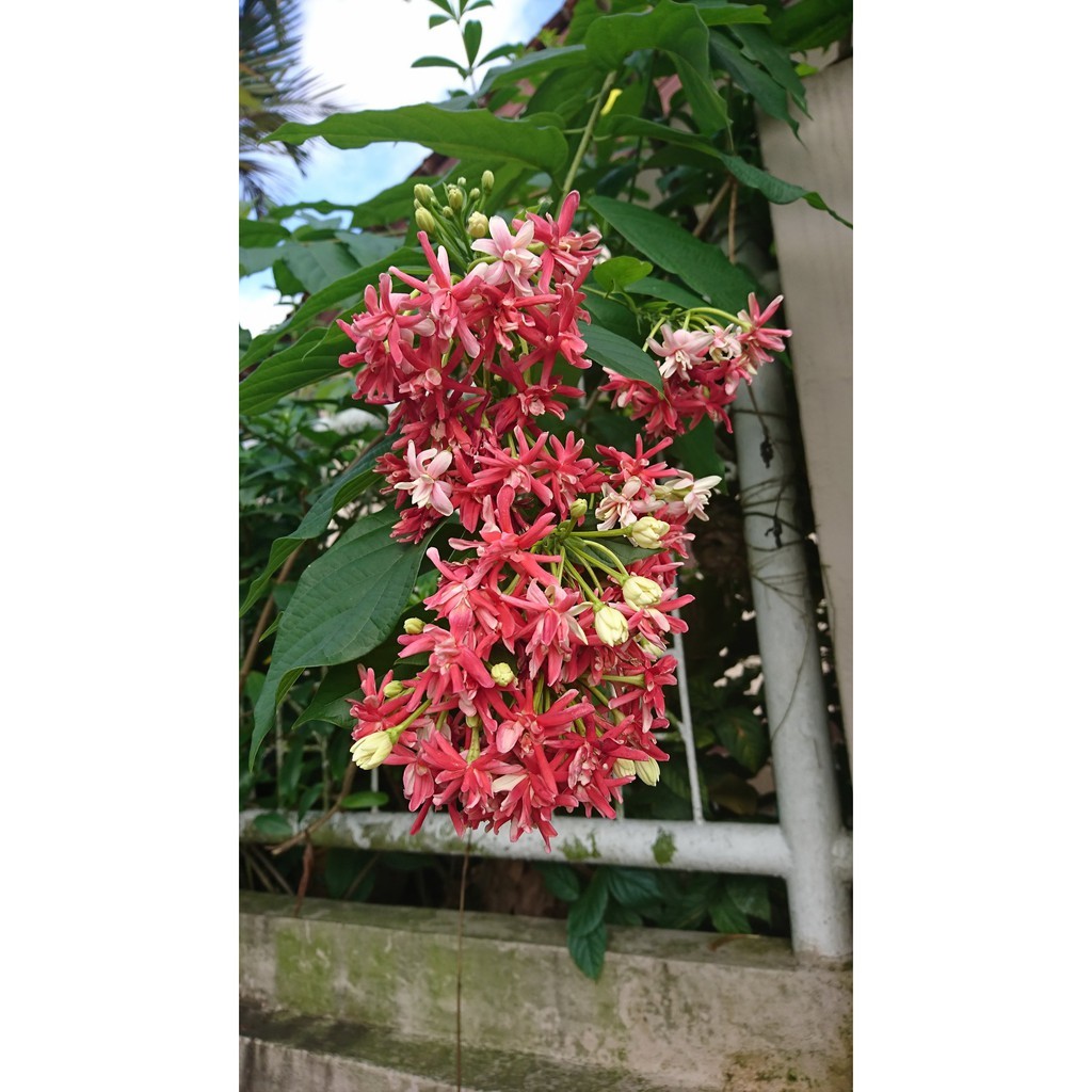 Bibit Bunga Melati Belanda Thai Double Flower- Harum Tanaman Hidup