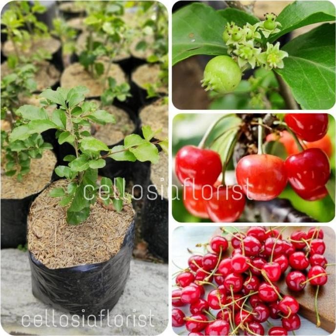 PREMIUM Tanaman Buah Ceri Jepang / Japanese Cherry Sudah Berbuah
