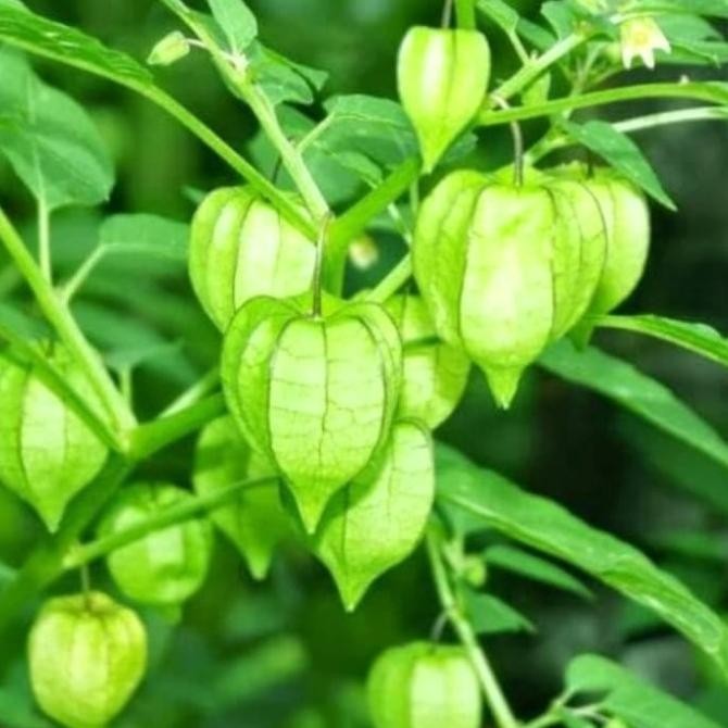 PREMIUM Pohon Ciplukan | Tanaman herbal ciplukan | buah ciplukan F