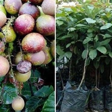 PREMIUM Bibit Matoa Pohon Matoa Bibit Buah Matoa Tanaman Matoa