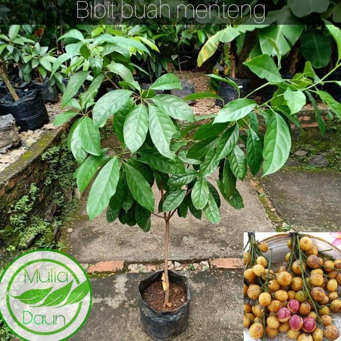 PREMIUM Bibit tanaman menteng/Pohon buah menteng/Jumbo/Bencoy/Rambe/Rambai