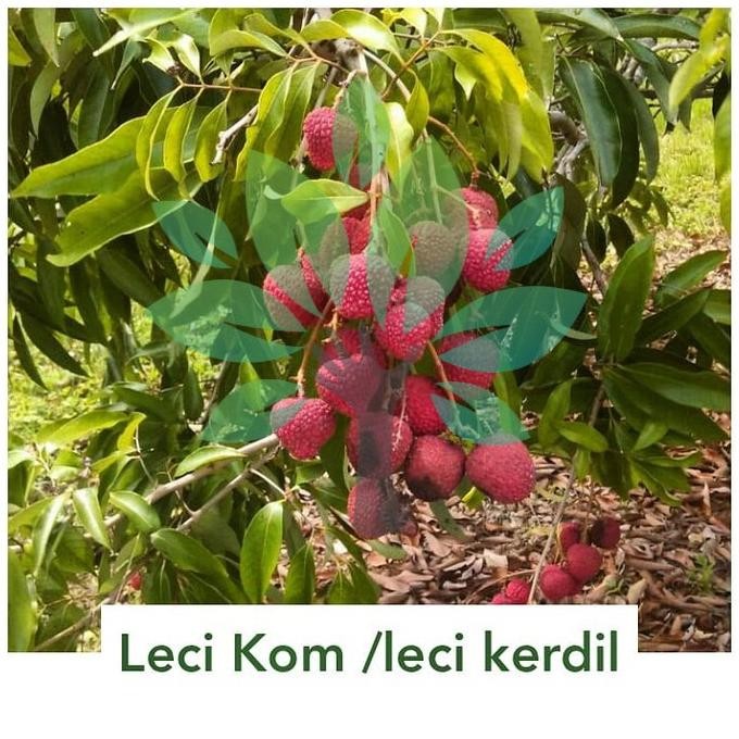 PREMIUM Bibit Tanaman Buah Leci Kom Cangkok-Bibit Pohon Buah Leci Kerdil