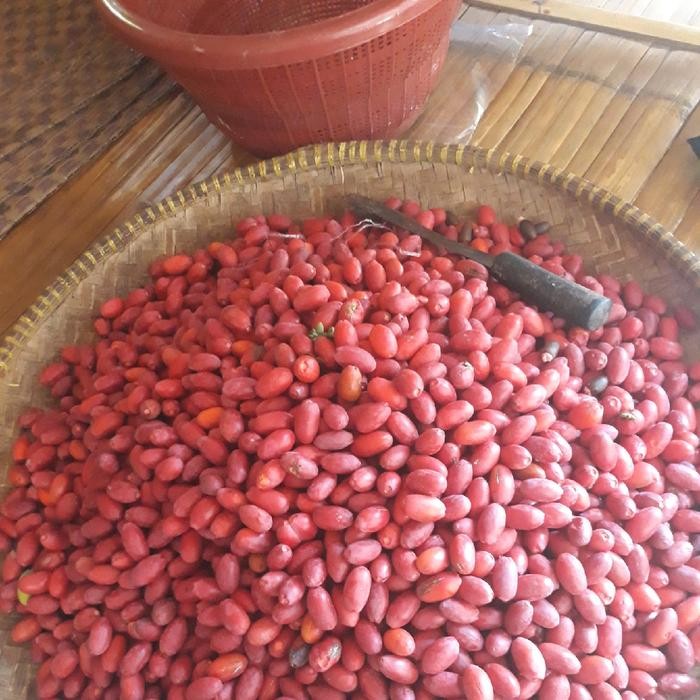

Terbaru EMPING ASLI MELINJO BANTEN 1 KG Ready
