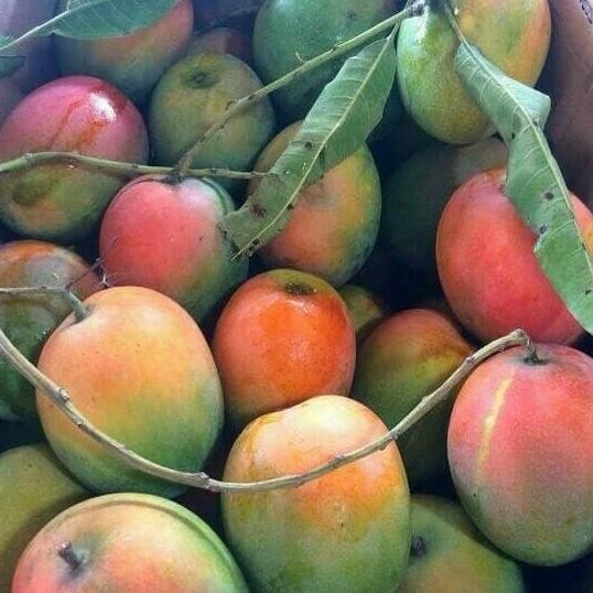 PREMIUM Bibit Mangga Gedong Gincu Pohon Mangga Bibit Buah Mangga Gedong Gincu