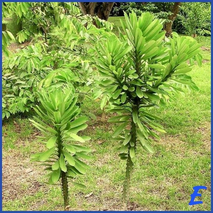 [OMC] BIBIT POHON EUPHORBIA NERIIFOLIA KAKTUS SUKULEN TANAMAN SUDU SUDU 1020