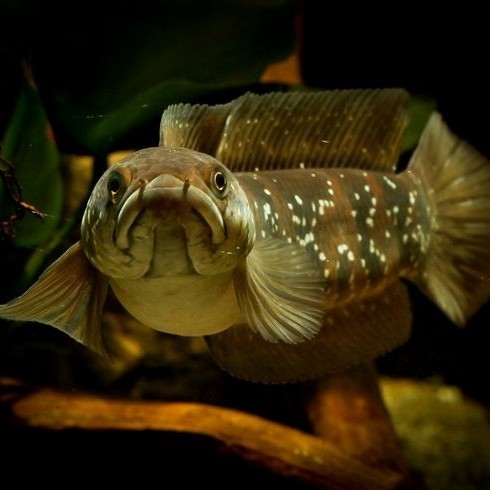 IKAN HIAS IKAN CHANNA ASIATICA WS SNAKEHEAD