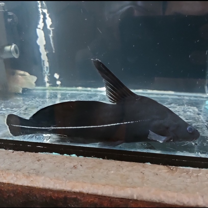 IKAN HIAS IKAN BAGRICHTHYS MACRACHANTUS BLACK LANCER CATFISH TANKMATE