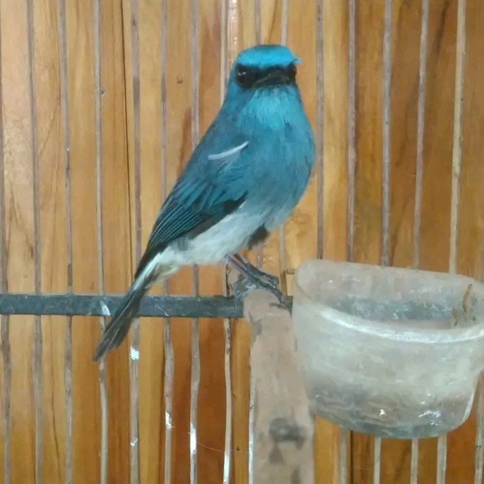 BURUNG TLEDEKAN LAUT GACORAN KODE 7