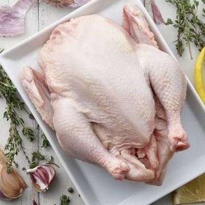 

READY AYAM KAMPUNG FRESH PER EKOR