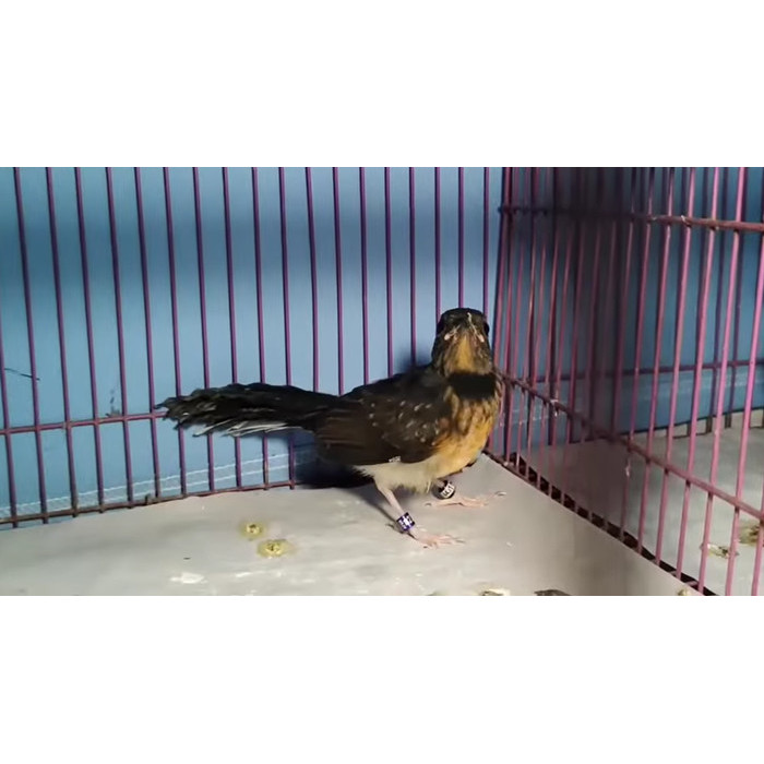 Promo Terbatas Murai Batu Medan Trotol Jantan Ring Apbn + Bnr + Sertifikat Asli Aman