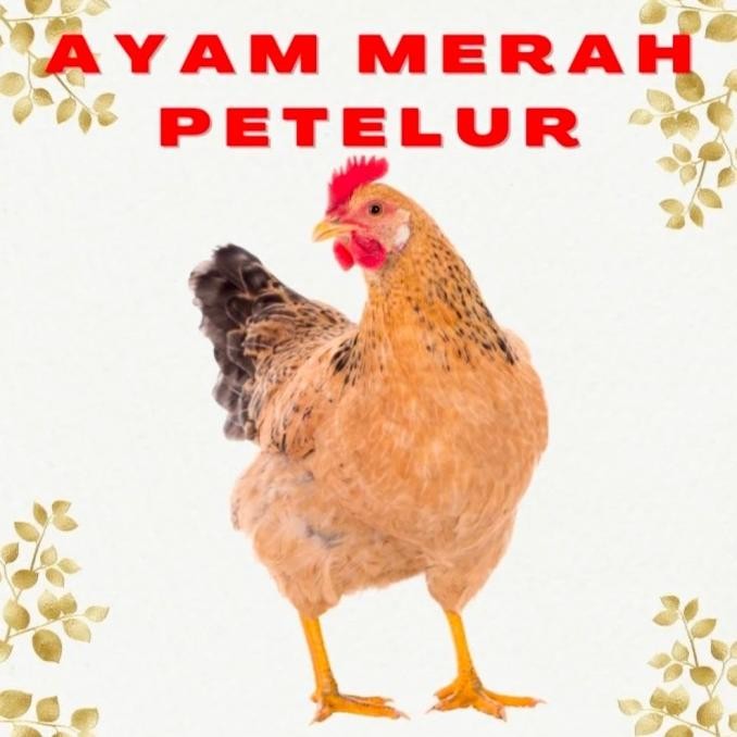 

READY AYAM PETELUR MERAH SEGAR / AYAM KERAS