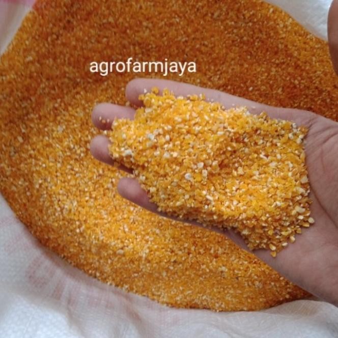 

READY JAGUNG MENIR PAKAN UNGGAS AYAM DAN BURUNG KHUSUS GOSEND