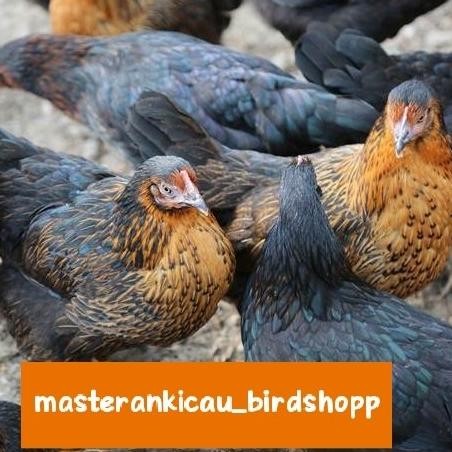 

READY AYAM KAMPUNG BETINA BABON MAPAN SIAP PRODUKSI