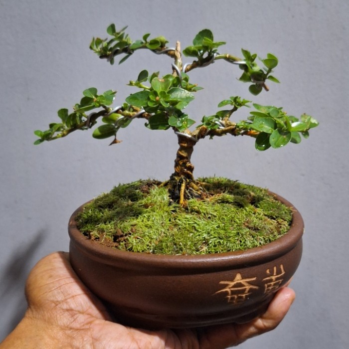 Bonsai Shito Sancang Koleksi