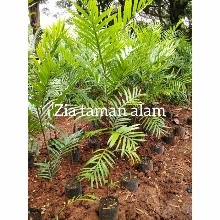 pohon kiara payung filicium decipieins