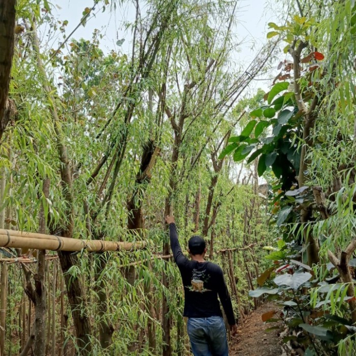 paketan 2 pohon liang liu