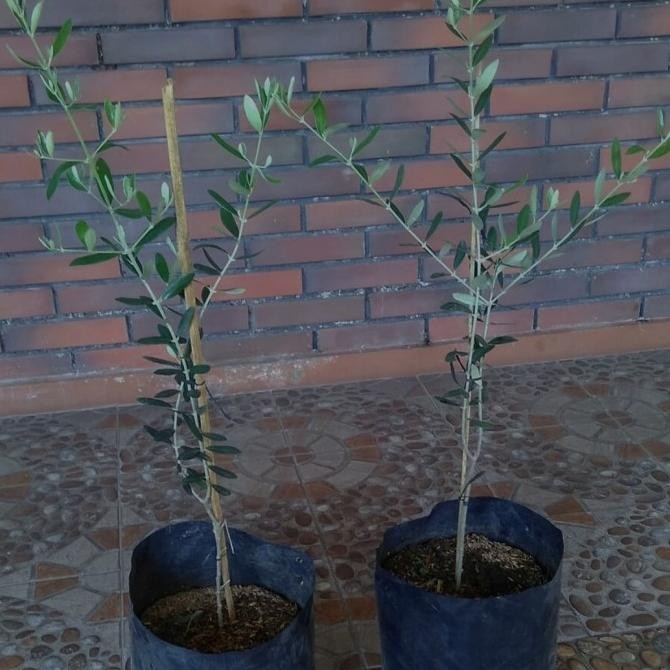 PREMIUM Bibit Tanaman Buah Zaitun 70cm-Pohon Zaitun 70Cm Asli-Pohon Buah Arab