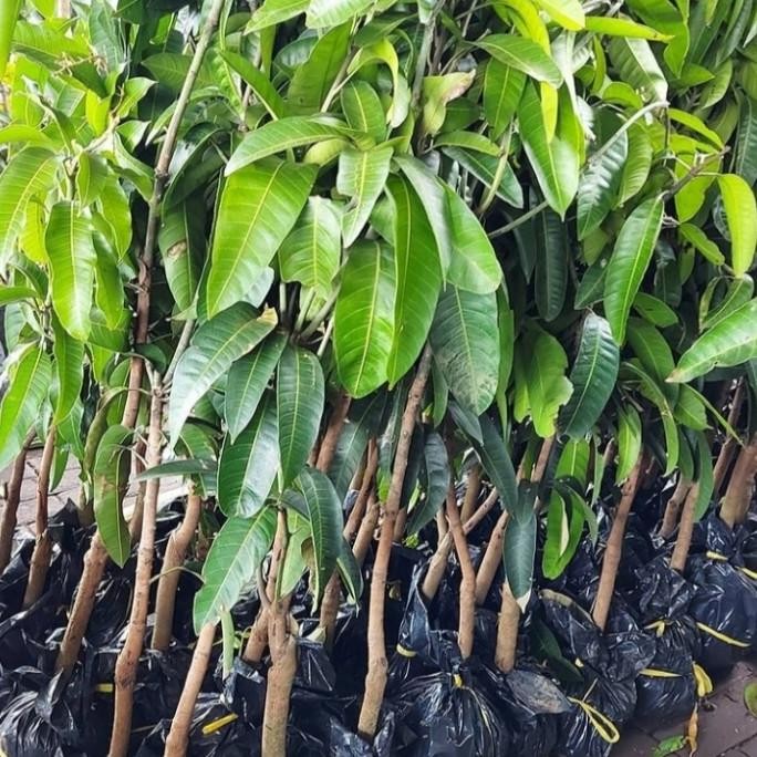 PREMIUM bibit tanaman buah mangga / pohon mangga cangkokan