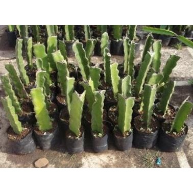 PREMIUM Bibit tanaman buah naga putih super