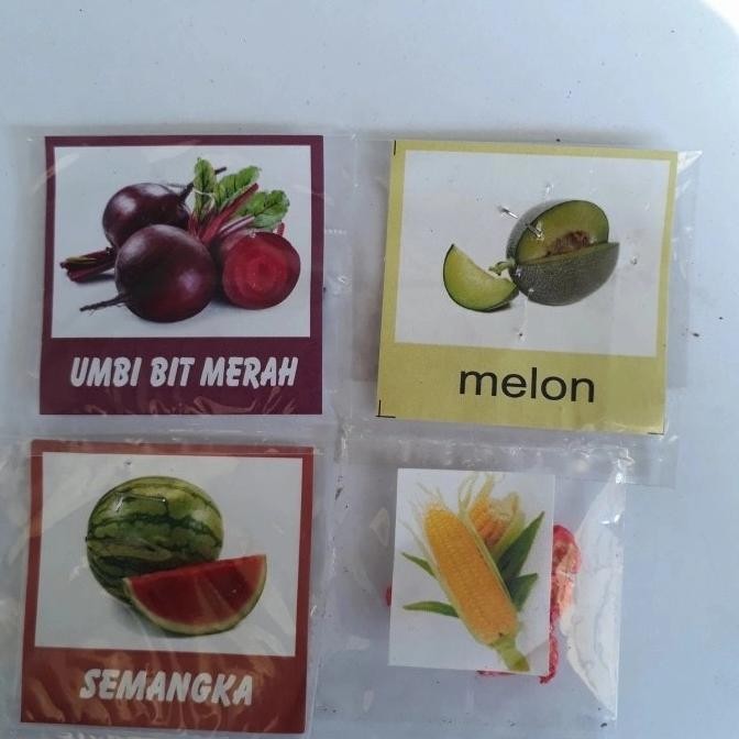 PREMIUM bibit tanaman buah, semangak, ,umbi bit merah,