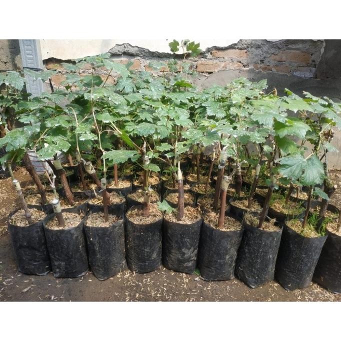 PREMIUM Bibit Tanaman Buah Anggur Import Jenis Jupiter Super Unggulan dan Siap