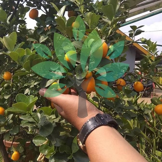 PREMIUM bibit tanaman buah jeruk nagami/kumquat-bibit jeruk mini nagami super