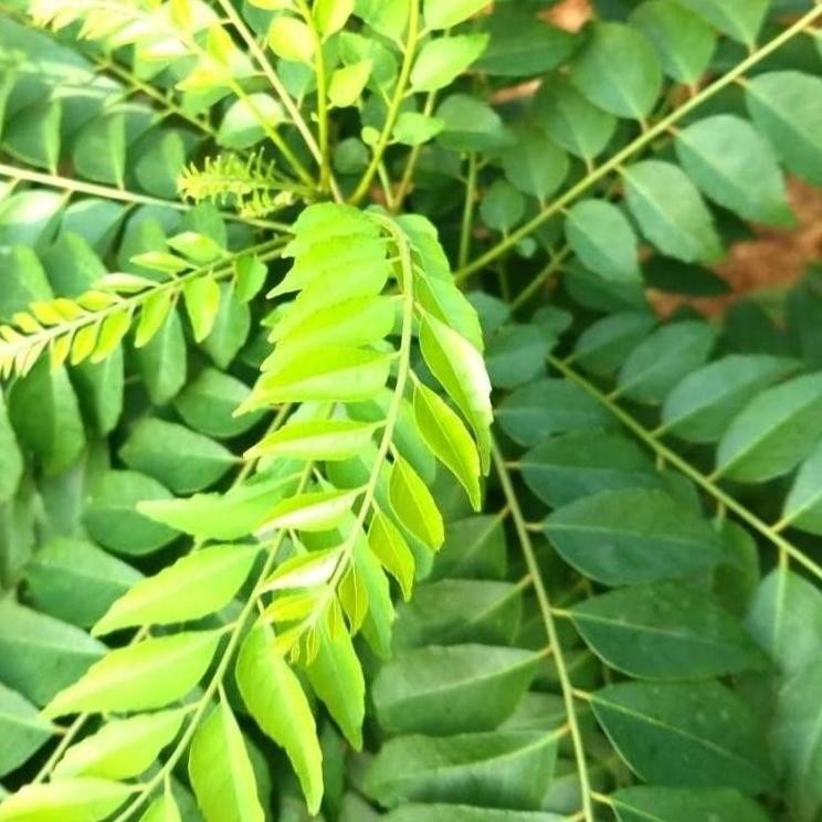 

Trend Daun Kari Salam Koja Segar 15 Tangkai - Cuci Gudang