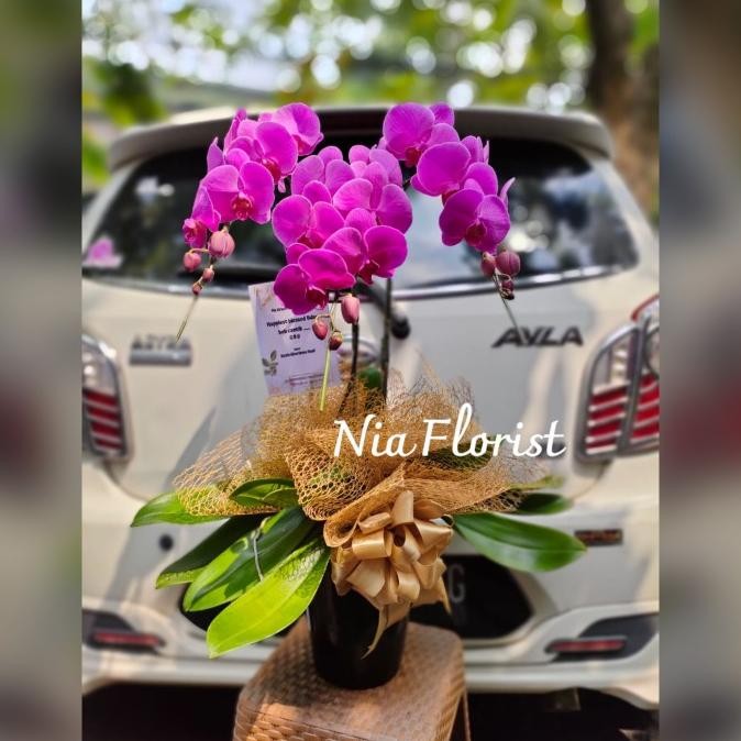 Siap Kirim Bunga Anggrek Hadiah Gift Ulang Tahun Tanaman Hidup Buket Bunga