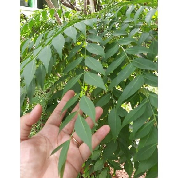 

Discount Fresh Daun Salam Koja|Temurui|Daun Kari| 10 Tangkai Segar-Curry Leaves