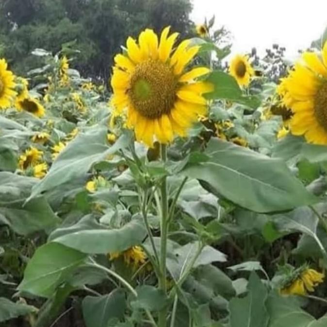 Pohon Bunga Matahari Besar - Tanaman Hias Bibit Pohon Bunga Matahari PREMIUM