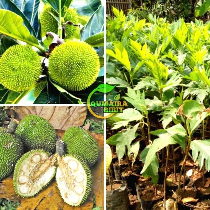 Bibit tanaman pohon kluwih / kluwih PREMIUM