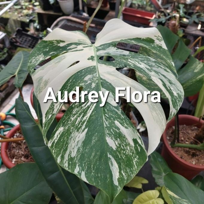 Tanaman Hias Monstera Variegata - monstera variegata - Monvar