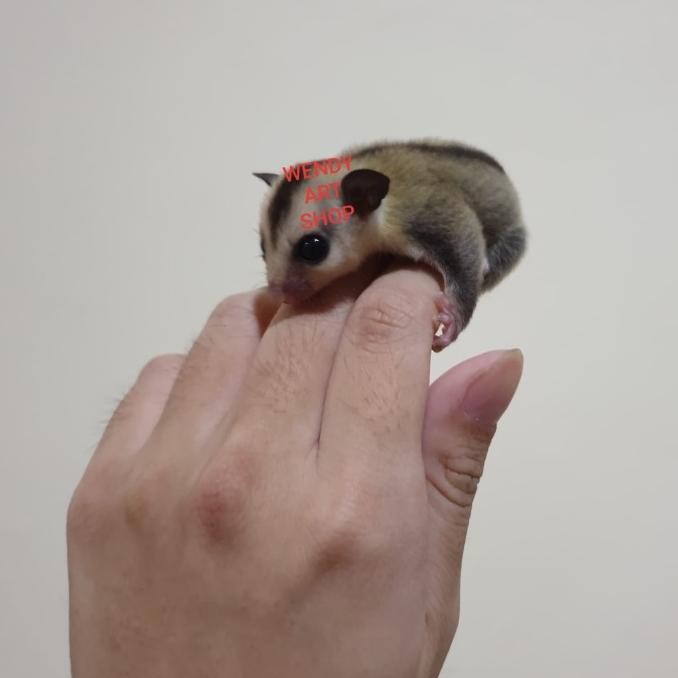 TERBARU - Sugar Glider Joey White Face (WF) Betina
