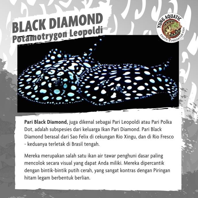 pari air tawar black diamond 14-15cm