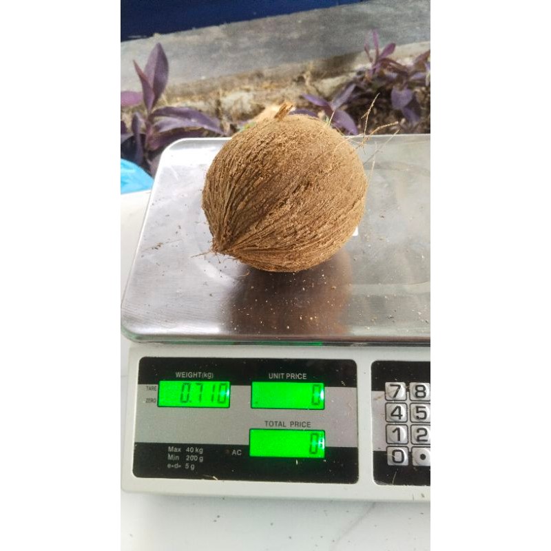 

Kelapa Tua Kupas tanpa sabut ukuran antara 600-799 gram