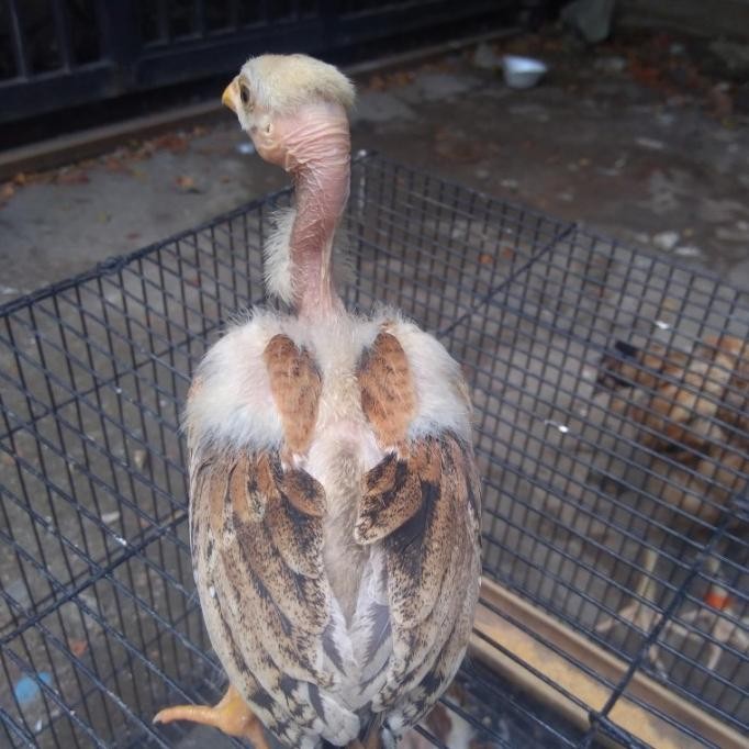Ayam saigon anakan