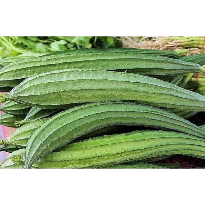 Benih / Bibit / Biji - Gambas Oyong Prima F1 Hybrid Super - LOKAL murah